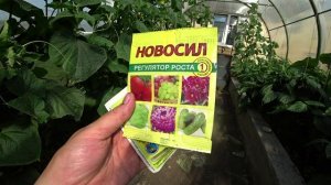 Плохо растут огурцы. Что делать?