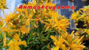 Зверобой- лекарственное растение