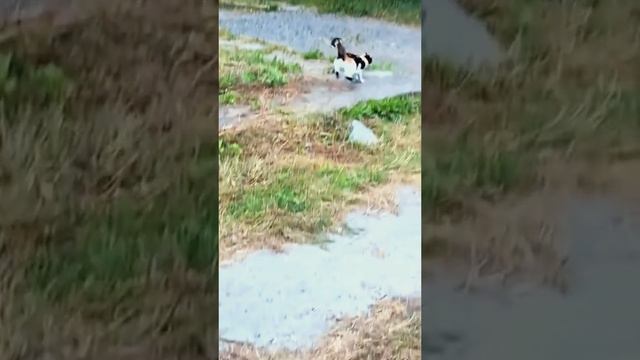 Животные приколы и не только