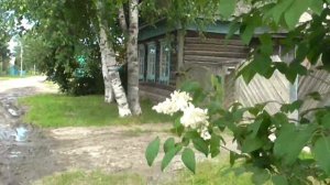 Сирень Амурская белая у дома моего
