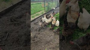 Много травы для курочек🐔