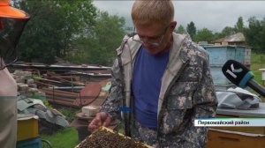 Сезон сбора мёда начался в Алтайском крае