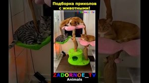 Животные приколы и не только