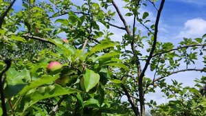 Яблоневый сад. Парк Коломенское. Яблони в яблоках. Богатый урожай намечается. Июль 2025