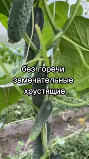 Огурец Маша F1