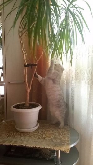 кот цветовод