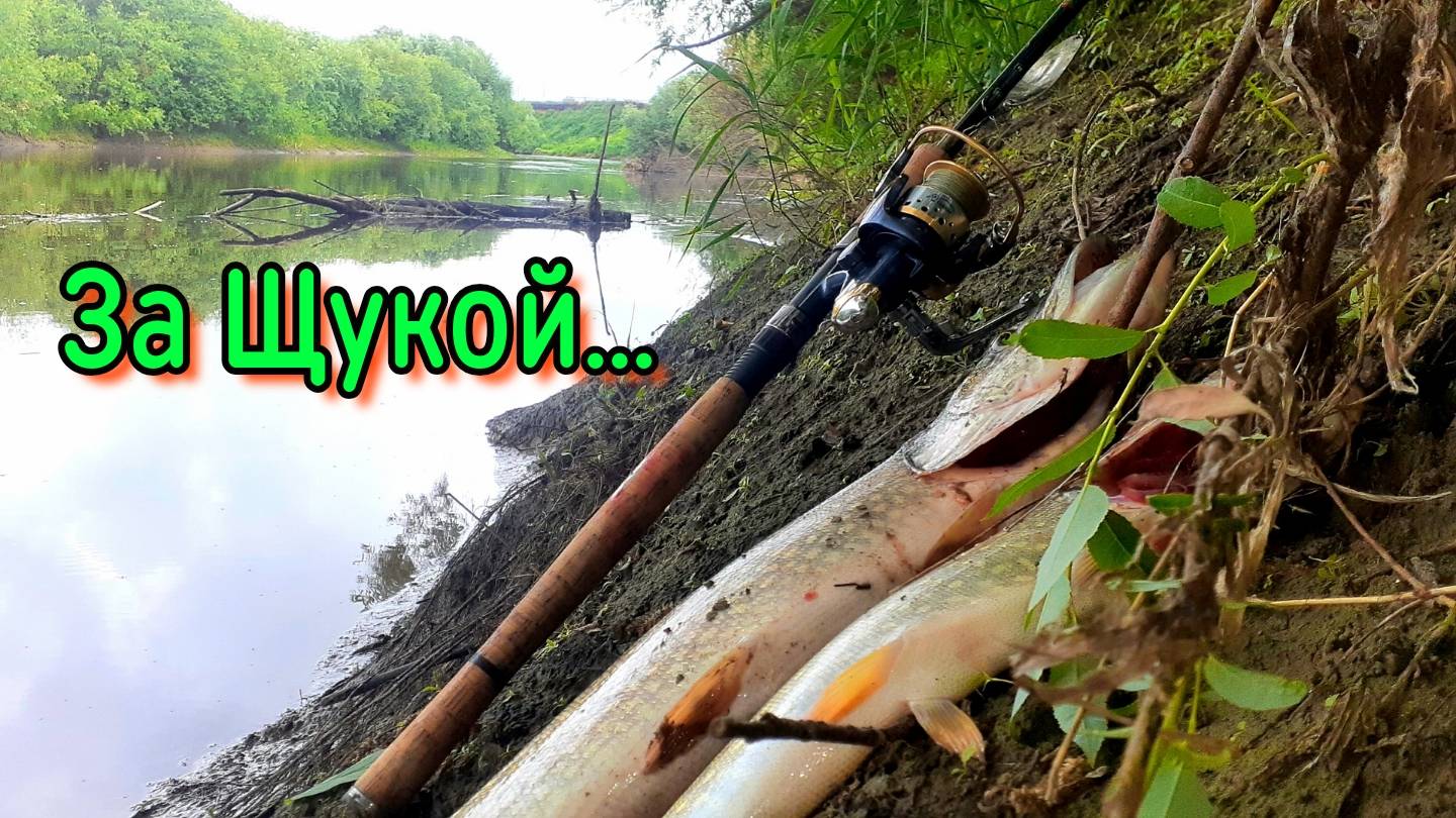 За Щукой на таёжную реку Тартас | С семьёй на Родину | Укус Шершня в голову смотреть до конца