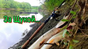 За Щукой на таёжную реку Тартас | С семьёй на Родину | Укус Шершня в голову смотреть до конца