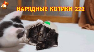 Нарядные Котики расслабляются на солнышке 🌞 🐈🐈🐈 (222)
