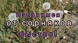 ИЗБАВИМСЯ ОТ СОРНЯКОВ БЫСТРО!