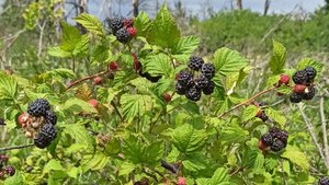 сбор ежевики