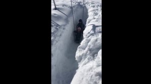 Вот у нас сколько снега