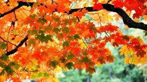 РЭТРА-Ф - СТАРЫЙ КЛЁН