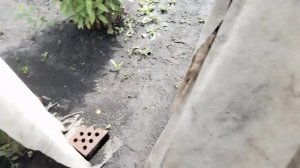 Обзор огорода после сильного ливня.🌧️