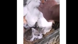 Курица высиживает котят СМОТРЕТЬ ВИДЕО ПРИКОЛЫ НОВОЕ ВИДЕО 2025 ДЛЯ ВАС