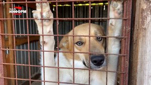 Глава Пыть-Яха и зоозащитники выехали в АНО «Шанс»