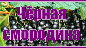 РАСЦВЕЛА СМОРОДИНА В ГОРОДСКОМ САДУ
