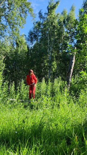 Пробуждающая утренняя прогулка в лесу