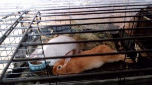 Домашние кролики.