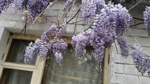 Глициния, коварная лиана. Апрель 24 год.