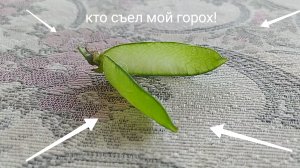 шлёпа съел мой горох часть 1