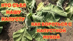 Капустная муха. Как распознать и спасти урожай — личный опыт борьбы.