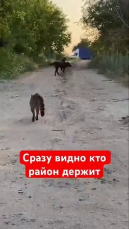 Кот держит район