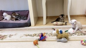 Котятам кошки Кайли 24 дня.