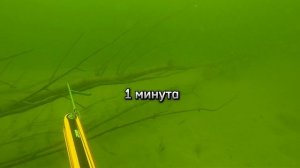 Ищем белого Амура!