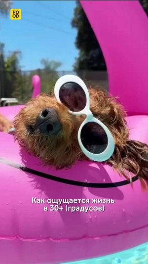 Когда страдали от «тропических дождей», а теперь — от жары 😁 Что лучше? #foodru #мем