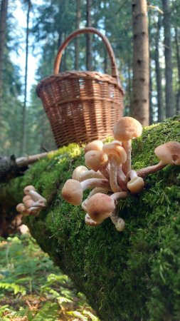 💥ОПЯТА ЛЕТОМ В ПОДМОСКОВЬЕ 8 ИЮЛЯ 2025 👉ДОБРО ПОЖАЛОВАТЬ В ЛЕС ЗА ГРИБАМИ!🌲🍄🌳