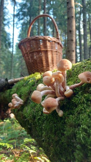 💥ОПЯТА ЛЕТОМ В ПОДМОСКОВЬЕ 8 ИЮЛЯ 2025 👉ДОБРО ПОЖАЛОВАТЬ В ЛЕС ЗА ГРИБАМИ!🌲🍄🌳