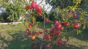 Пришла летняя жара. Начали созревать фрукты и овощи на участке.