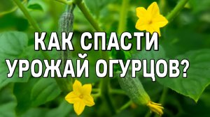 Опадают и Желтеют завязи на Огурцах? Способ, который спасет урожай!
