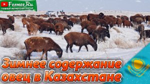 Эдильбаевские овцы. Зима, холод, снег и никаких навесов. Невероятная адаптивность эдильбаевских овец