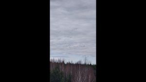 Природа, миграция птиц.