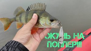 ОКУНЬ НА ПОППЕР!!! СЕКРЕТЫ ПОВЕРХНОСТНОЙ ЛОВЛИ И ЛУЧШИЕ МЕСТА