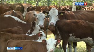 Благодаря проекту "Агростартап" в регионе развивается мясное животноводство