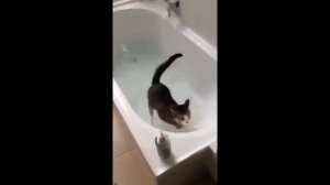 ПРИКОЛЫ С ЖИВОТНЫМИ ДО СЛЁЗ/СМЕШНЫЕ КОТЫ/ПРИКОЛЫ С КОТАМИ/ВИДЕО ПРИКОЛЫ/ЛУЧШИЕ ПРИКОЛЫ/РЖАКА/УМОРА