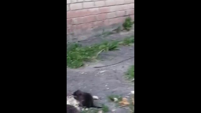 Котёнок и ёжик едят вместе СМОТРЕТЬ ВИДЕО ПРИКОЛЫ 2025 СМЫЕ НОВЫЕ И СВЕЖИЕ ВИДЕО