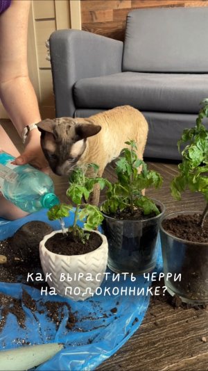 Как вырастить черри на подоконнике?
