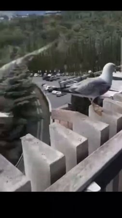 Корешь неудачно приземлился, кореша ржут