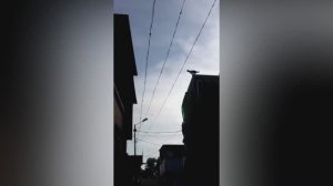 Кошачий спецназ 👍