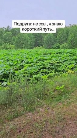 Алиса выстроила маршрут)