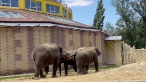 🐘 Индийские слоны – полюс 🌟 притяжения посетителей в коллекции животных нашего зоопарка.