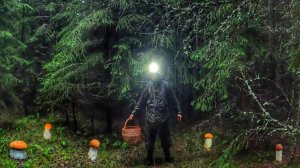 ГРИБНИК ЗАБРЕЛ В ТЕМНОТУ И НАКОВЫРЯЛ МНОГО БЛАГОРОДНЫХ ГРИБОВ! ТИХАЯ ОХОТА ПОД ДОЖДЕМ | ГРИБЫ 2025