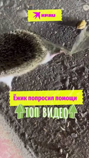 Ёжик попросил помощи