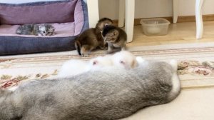 Котятам кошки Кайли 24 дня.