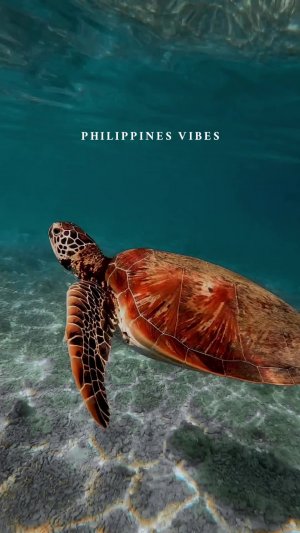 📍#Филиппины 🇵🇭🌞🐠