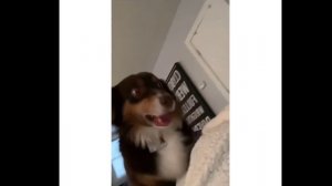 Давай вставай СОБАКА БУДЕТ ХОЗЯЙКУ СМОТРЕТЬ ВИДЕО ПРИКОЛЫ